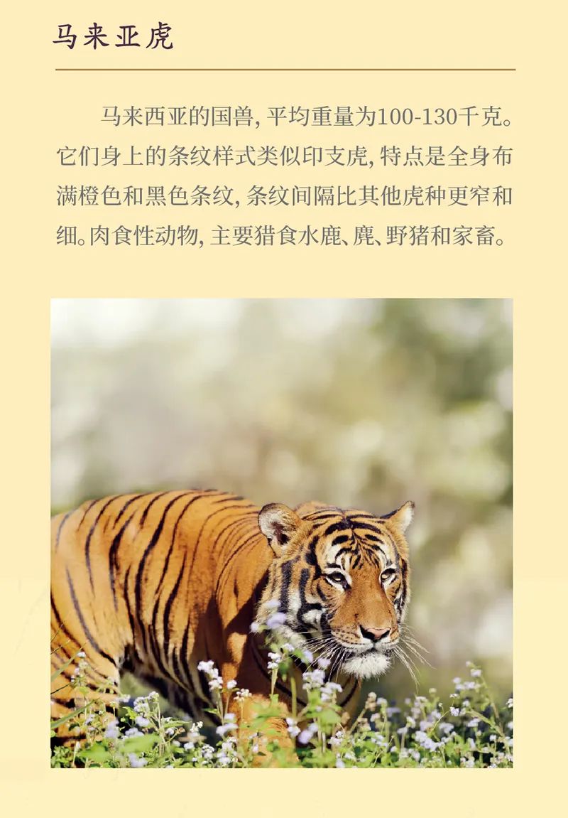 《虎虎生福——2022壬寅（虎年）新春生肖文物图片联展》线上展览第一期