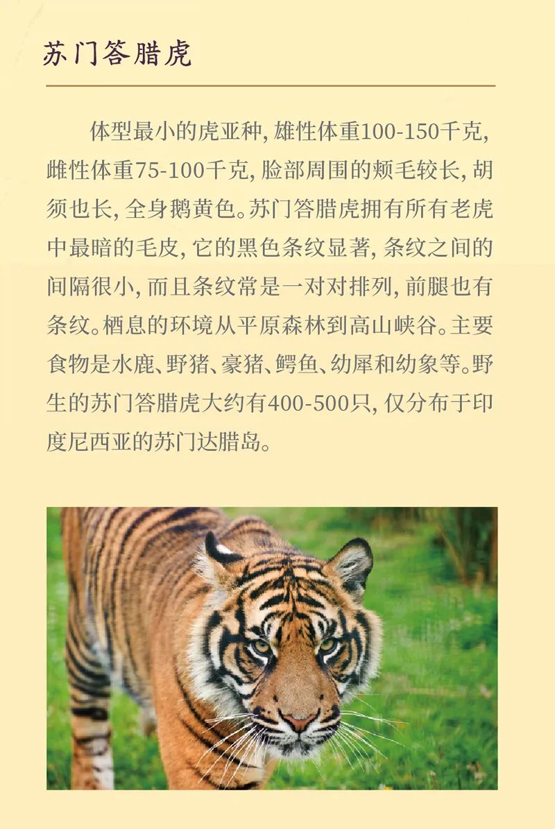 《虎虎生福——2022壬寅（虎年）新春生肖文物图片联展》线上展览第一期