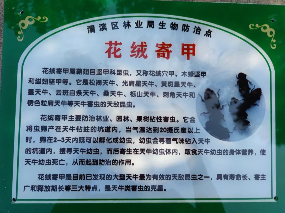 开展病虫害防治  确保园区树木安全